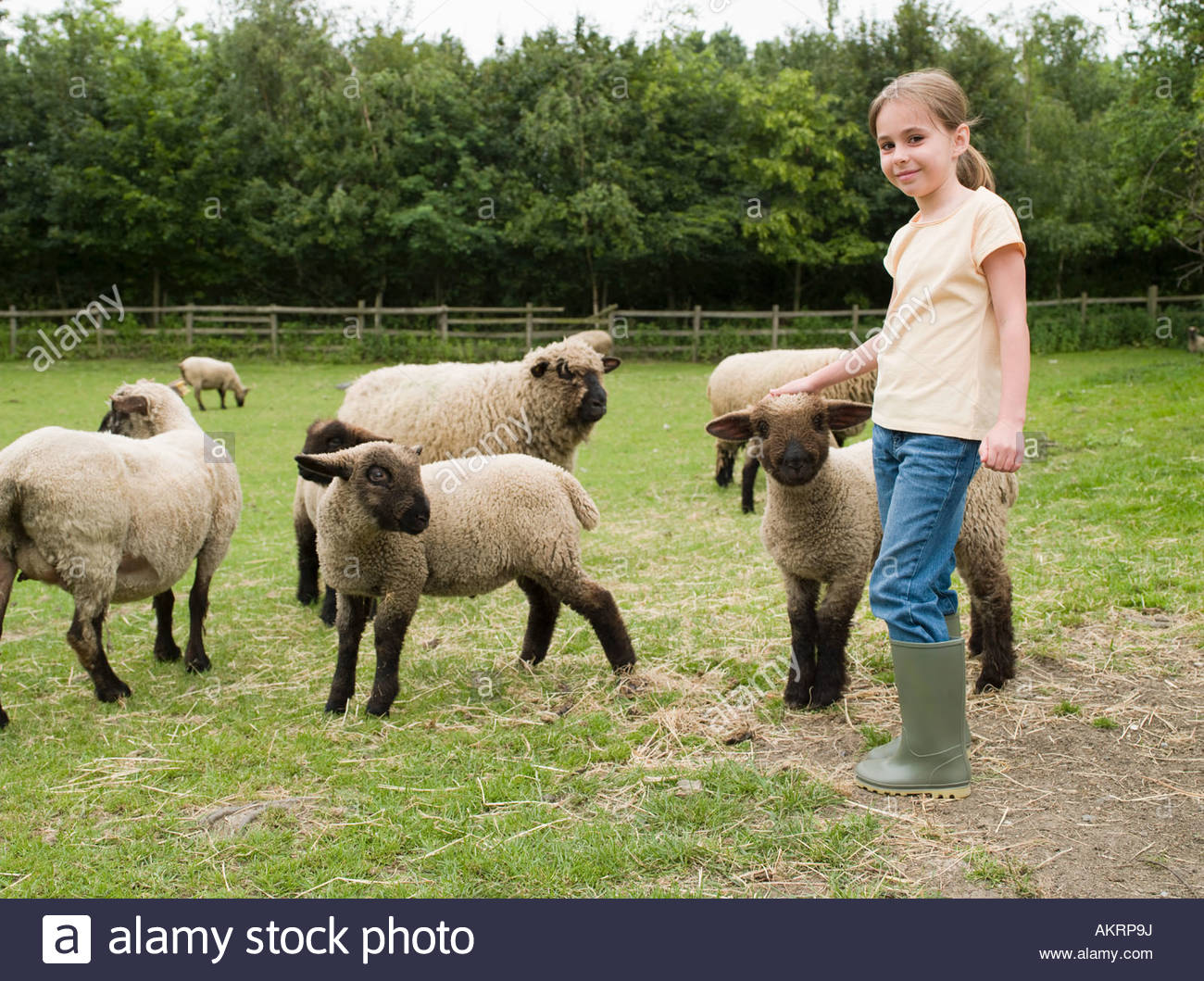 Sheep Farms Stock Photos & Sheep Farms Stock Images Alamy