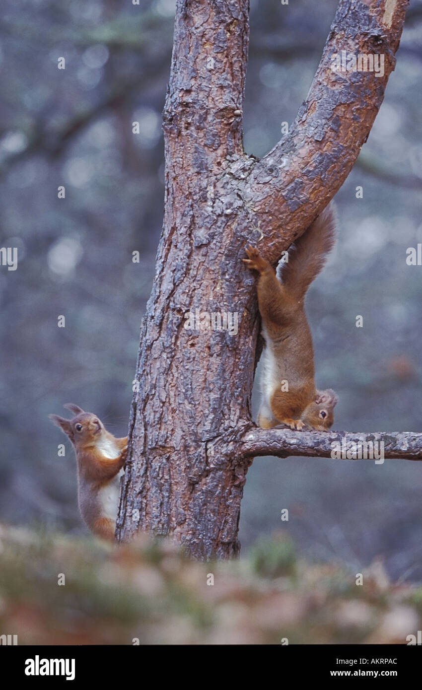Red squirrels sciurus vulgaris two hires stock photography and images Alamy