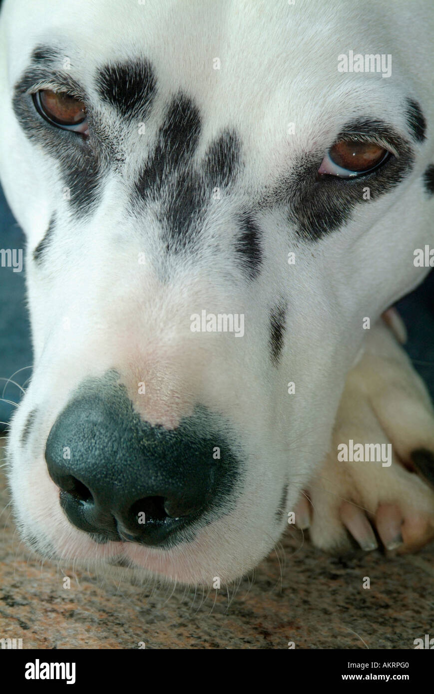 portrait dog Dalmatian view from above to head is looking sad Stock Photo
