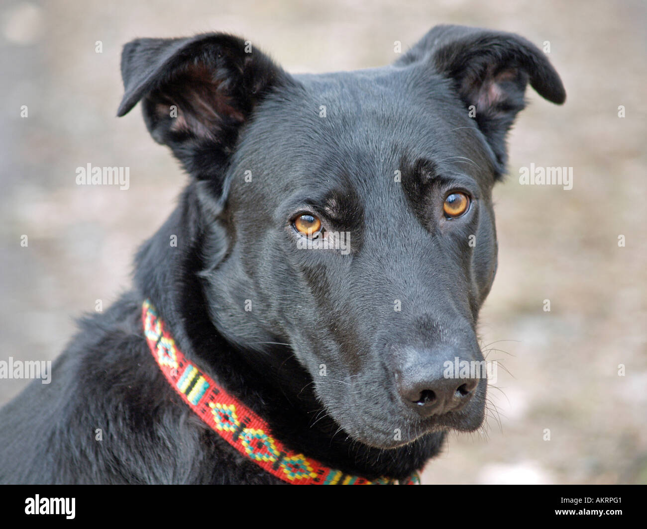 Plakater uregelmæssig monarki portrait black hybrid dog Labrador Border Collie mix is looking sad Stock  Photo - Alamy