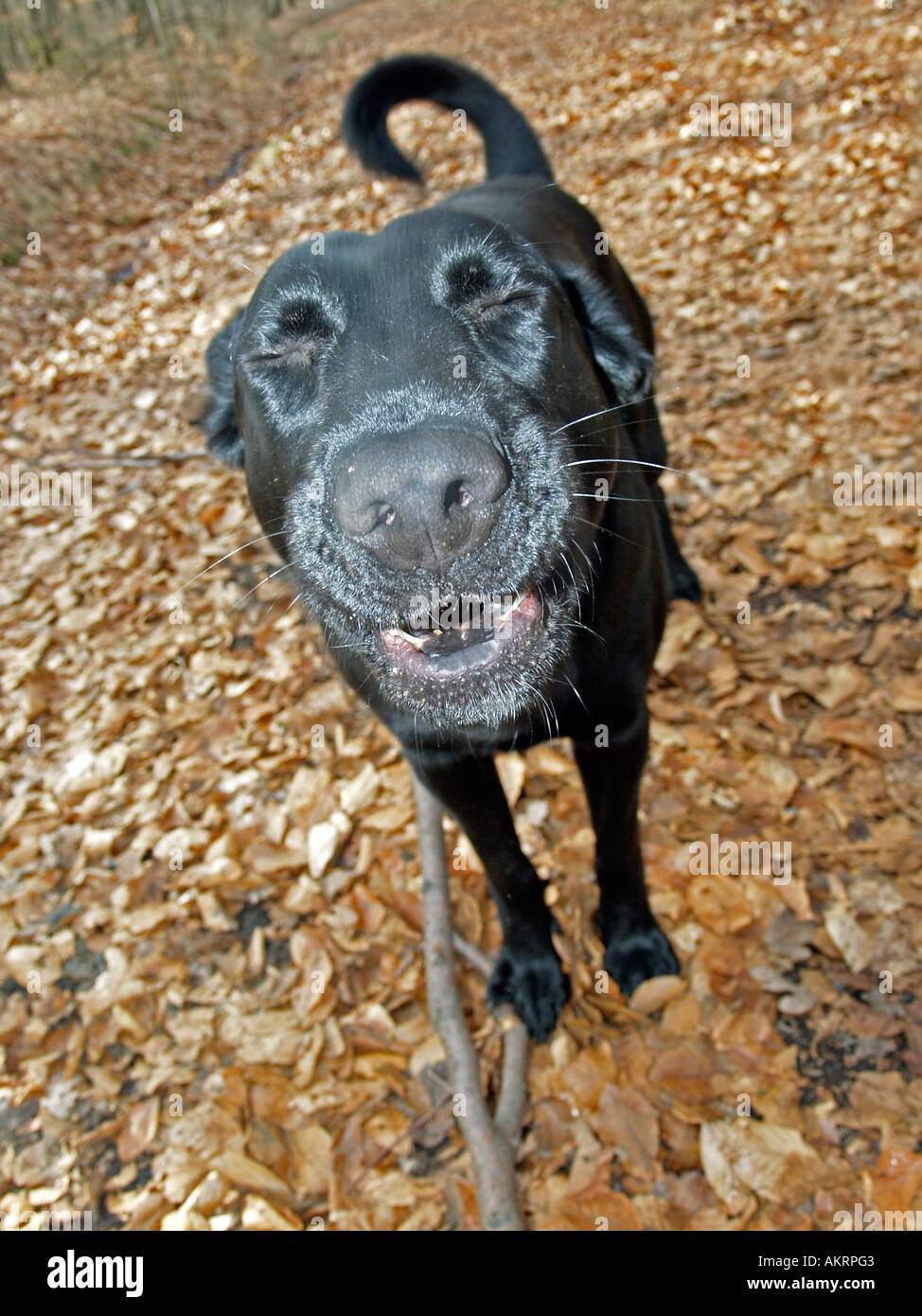 muzzle of a hybrid dog Border mix in autumn in Stock Photo - Alamy