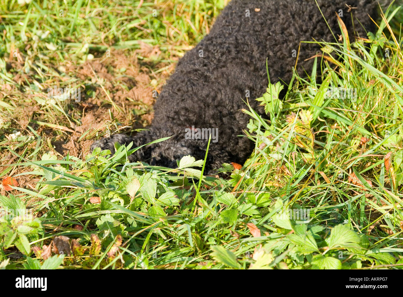 hybrid dog digging on a meadow black poodle mix sinking burrowing hybrid dog digging on a meadow black poodle mix sinking burrowing
