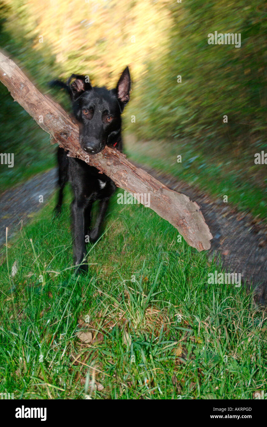 black hybrid dog Labrador Border Collie mix retrieving a big stick on a