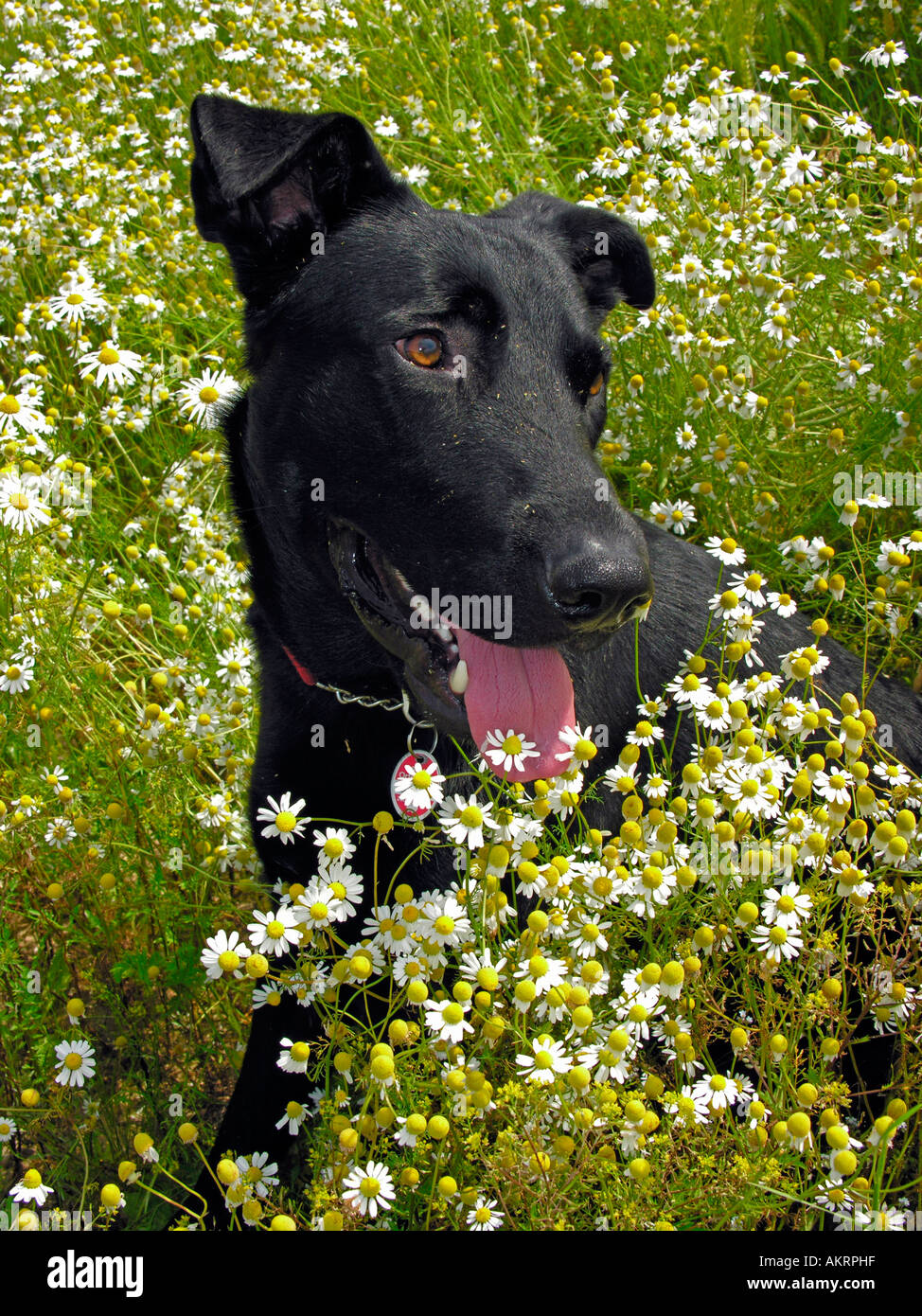 black hybrid dog Labrador Border Collie mix on a meadow with flowering camomile Stock Photo Alamy black hybrid dog Labrador Border Collie mix on a meadow with flowering camomile Stock Photo Alamy