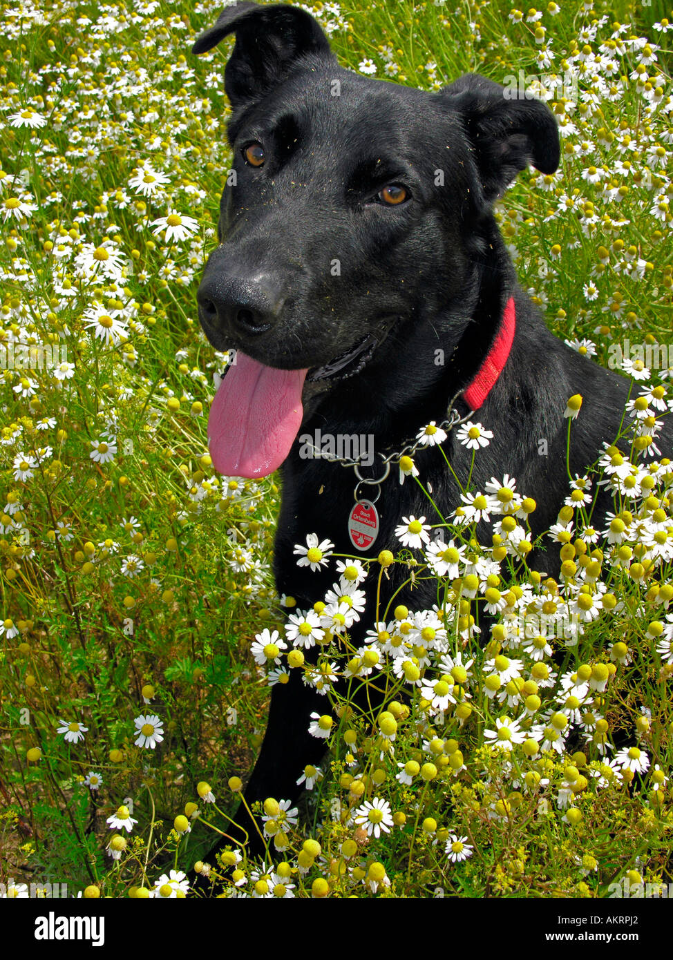 black hybrid dog Labrador Border Collie mix on a meadow with flowering