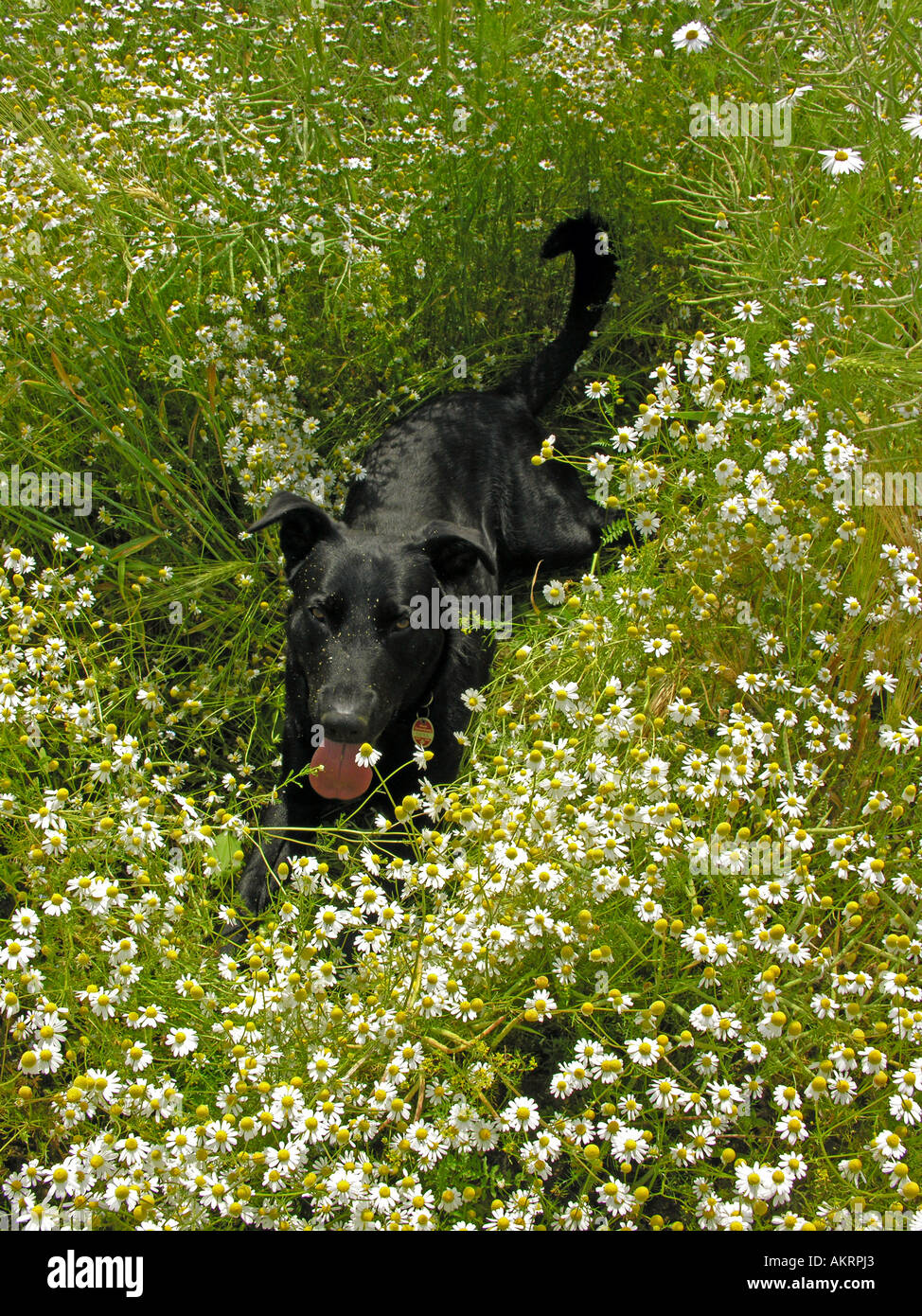 black hybrid dog Labrador Border Collie mix on a meadow with flowering camomile Stock Photo