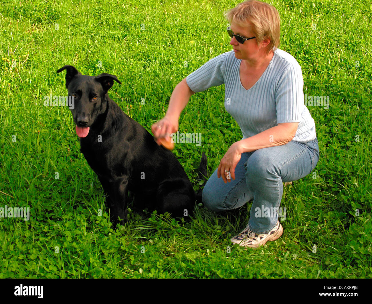 grooming a dog woman brushing a black hybrid dog Labrador Border Collie ...