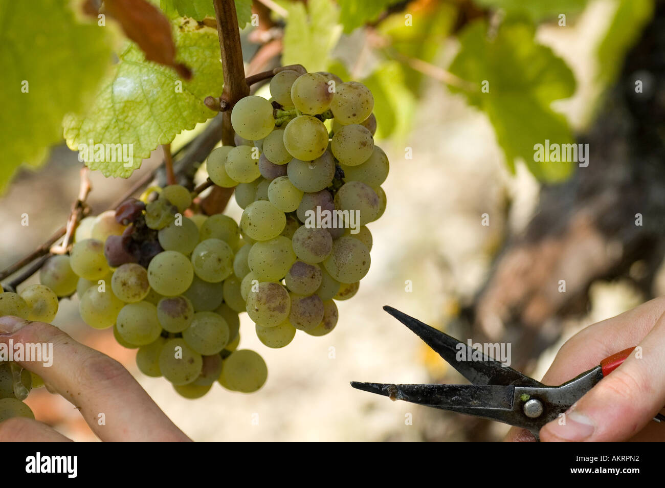 grape harvest in Mainfranken Franconia at the river Main in Germany hand with scissors cutting grapes by vintage in a vineyard Stock Photo