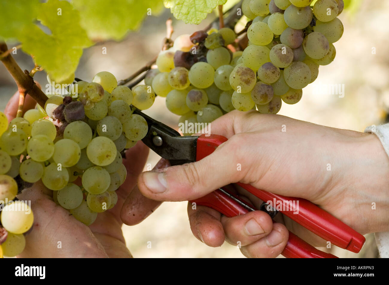 grape harvest in Mainfranken Franconia at the river Main in Germany hand with scissors cutting grapes by vintage in a vineyard Stock Photo