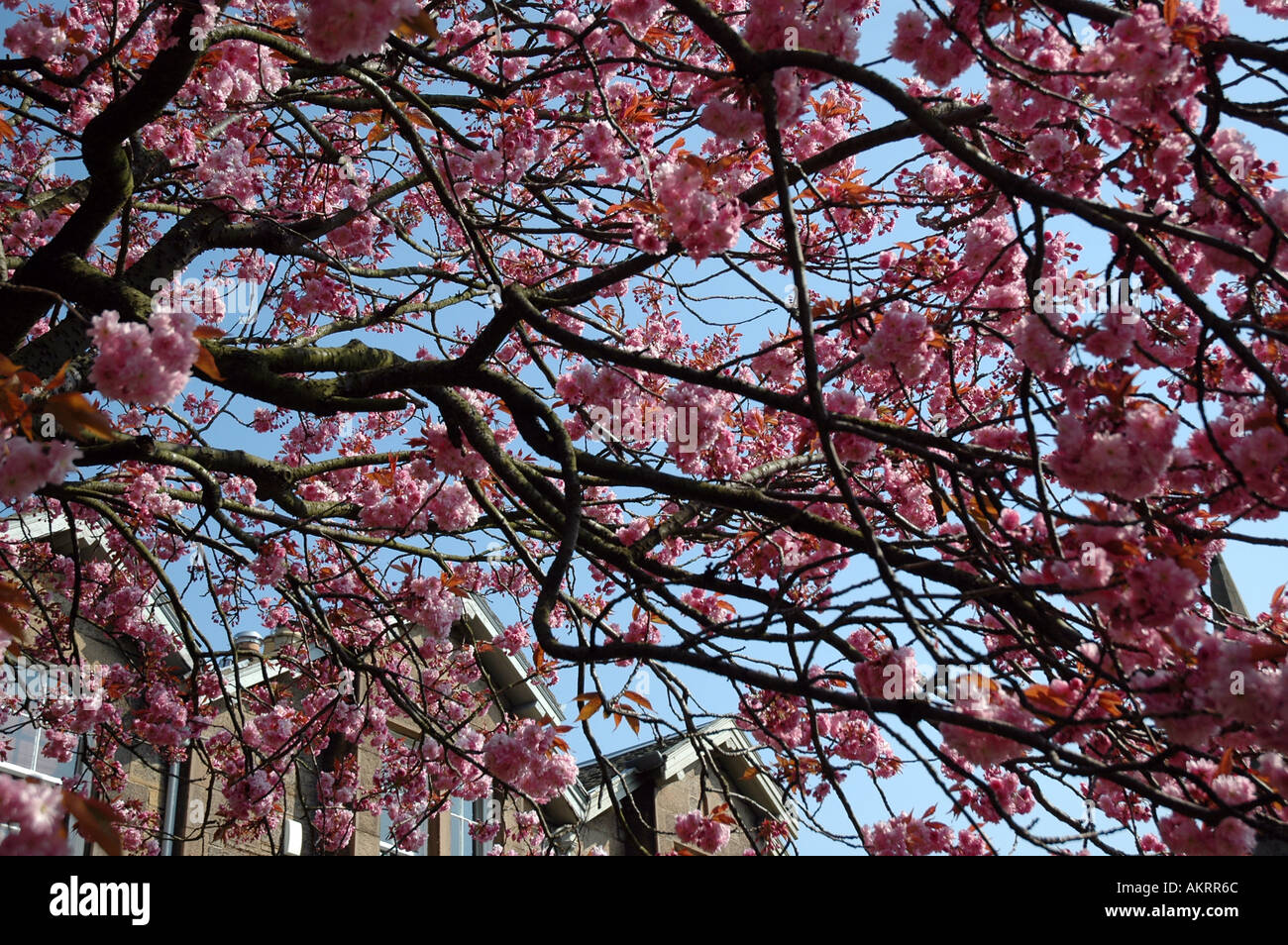 Cherry Blossom Trees The meadows Edinburgh Scotland Stock Photo Alamy