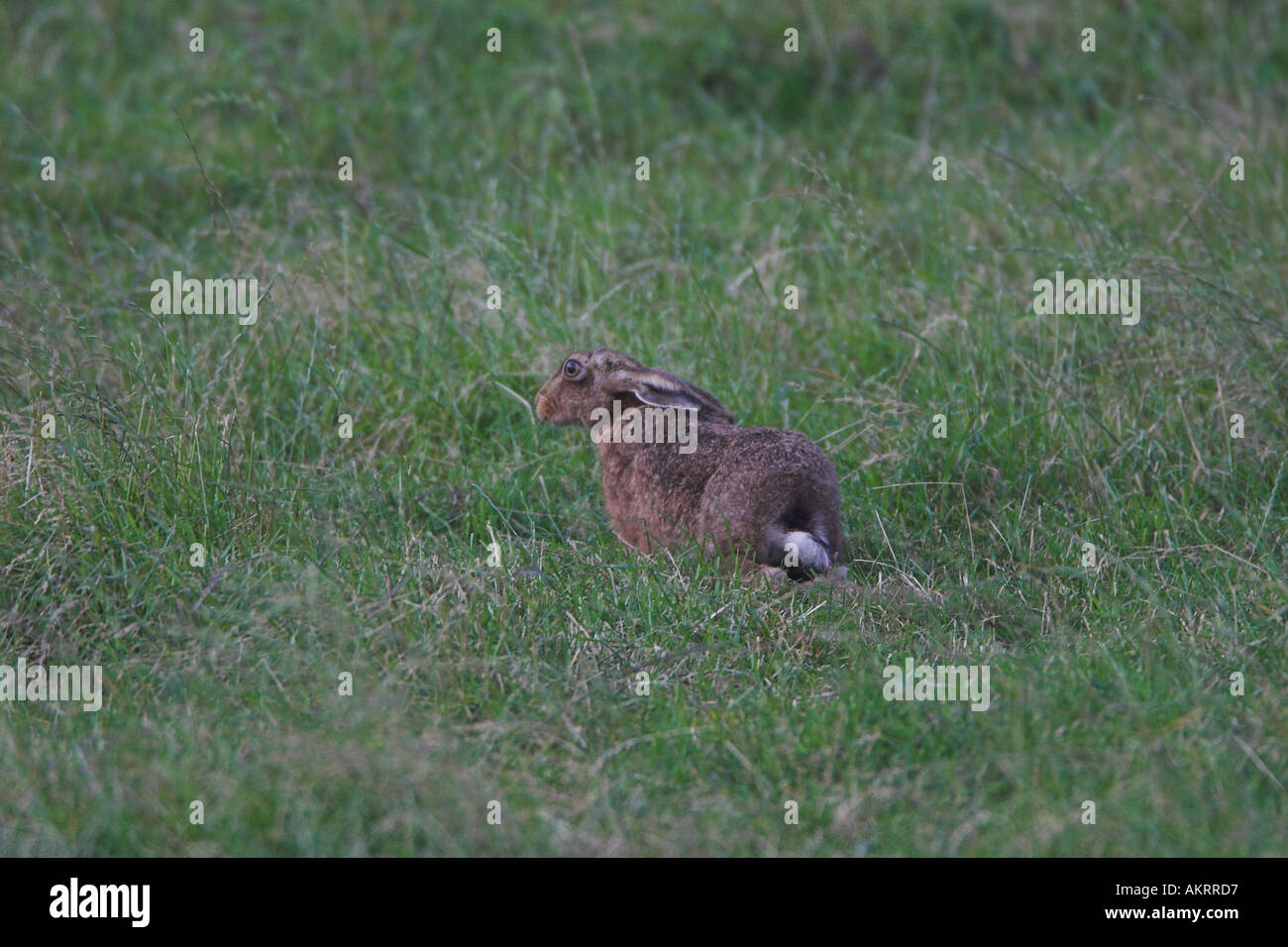 Hare horn hires stock photography and images Alamy