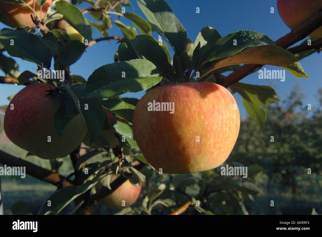 Honeycrisp apple tree hires stock photography and images Alamy