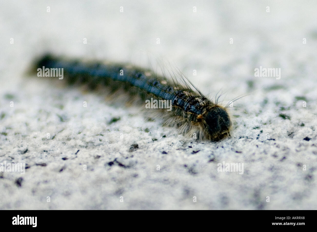 Closeup of a forest tent caterpillar Malacosoma disstria Stock Photo