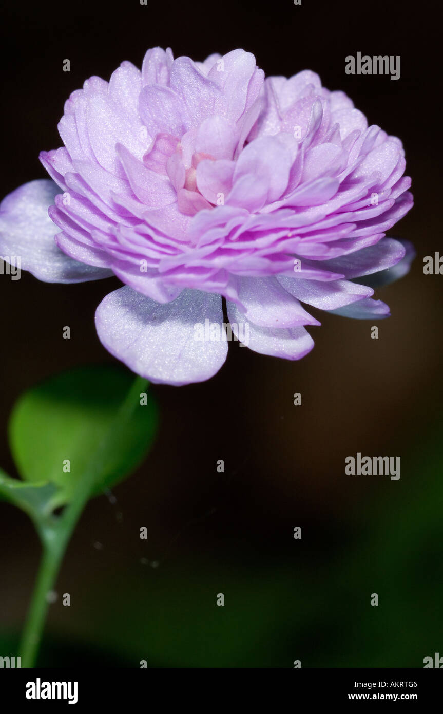 A double rue anemone flower Stock Photo
