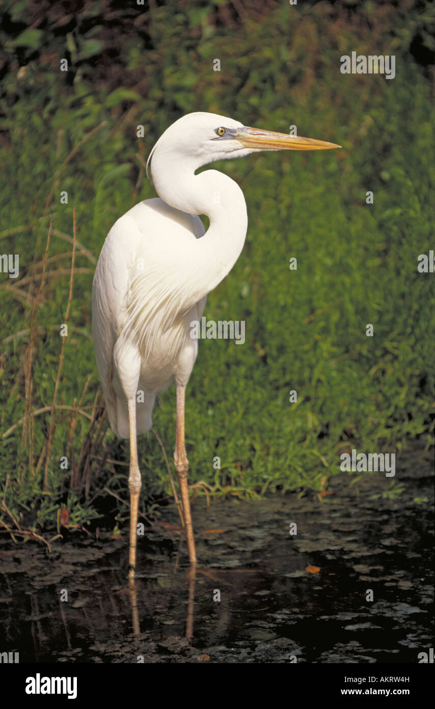 A portrait of a great white heron Ardea herodias occidentalis waiting for dinner at an Everglades marsh Stock Photo