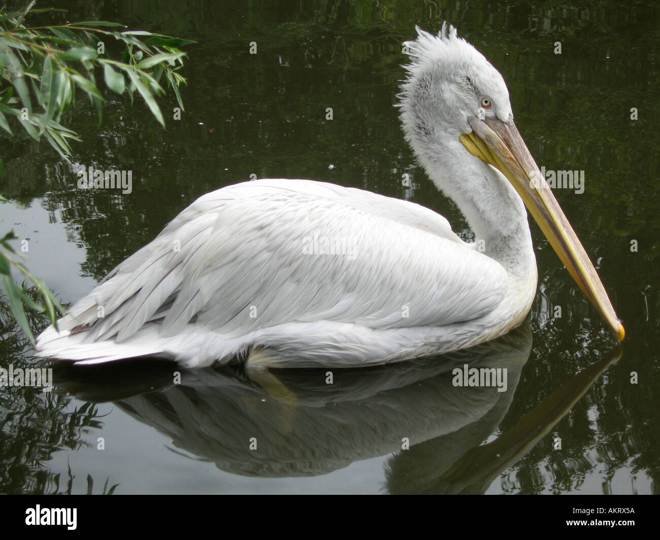 Pelican with reflection Stock Photo