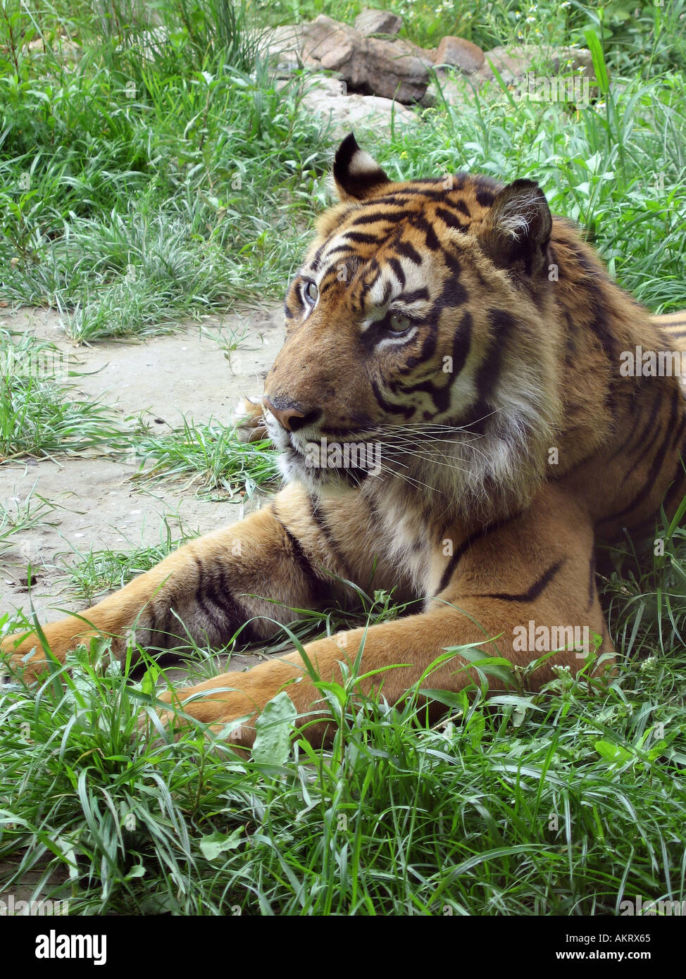 Tiger lying on athe ground in the zoo Stock Photo