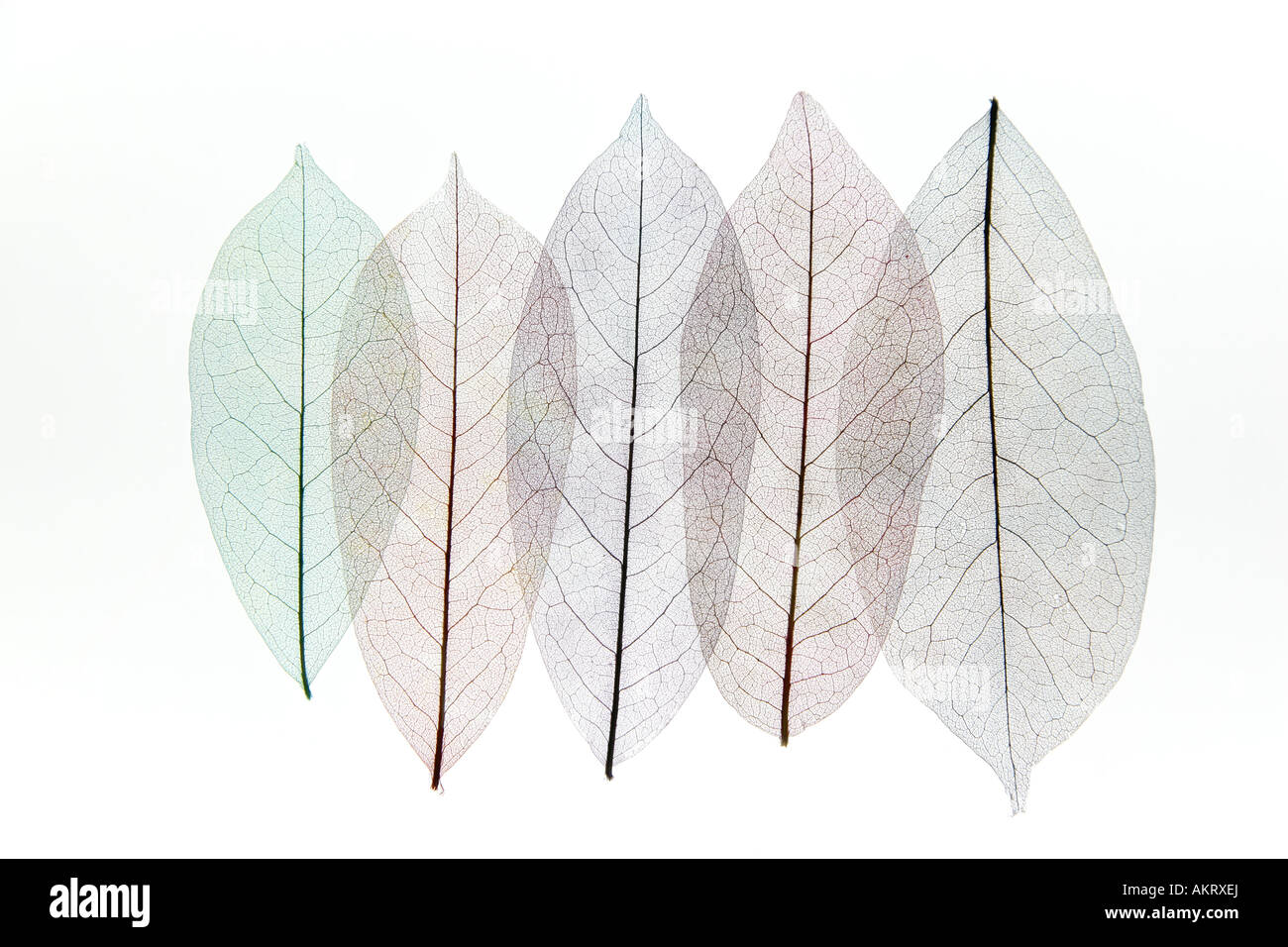 Skeleton leaves from Thailand laid out on lightbox in the studio Stock Photo