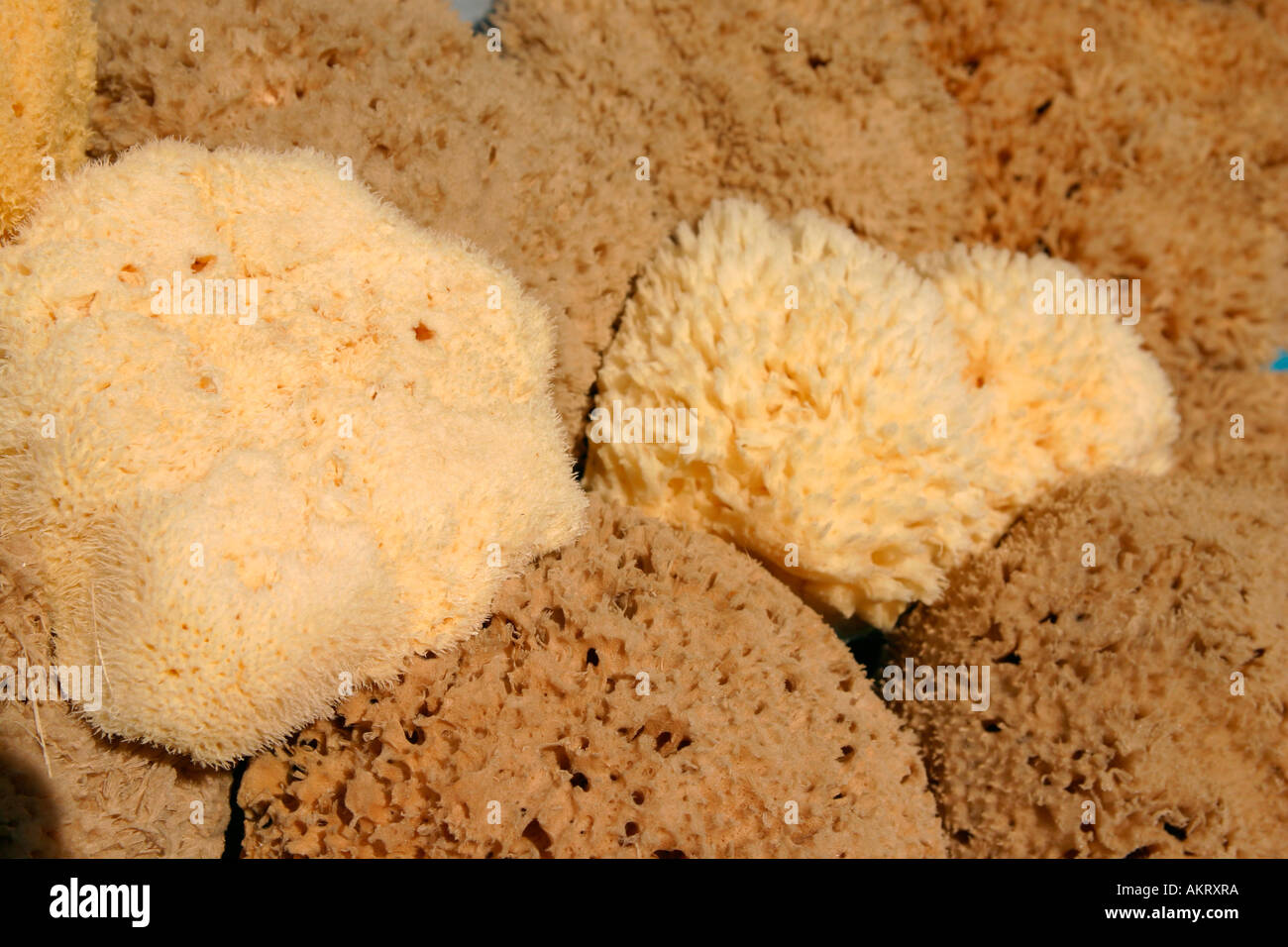 Sea Sponge  Southern Rhoades A+M