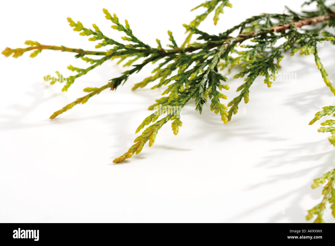 Branch of leyland cypress (Cupressus leylandii), close-up ...