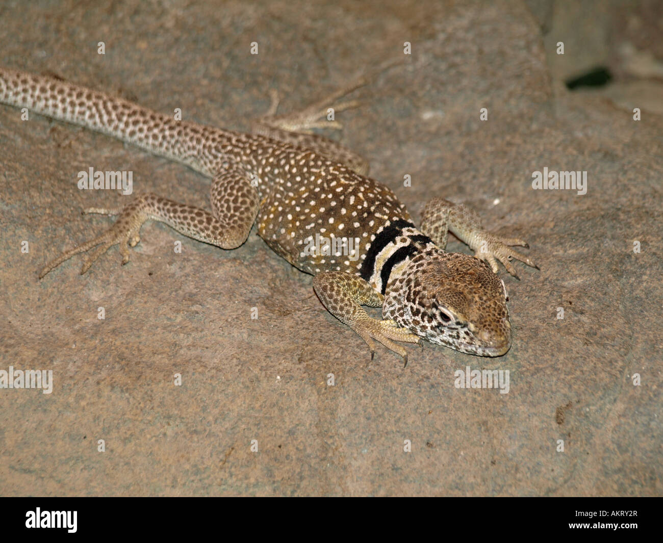 Collared Lizard Hi-res Stock Photography And Images - Alamy