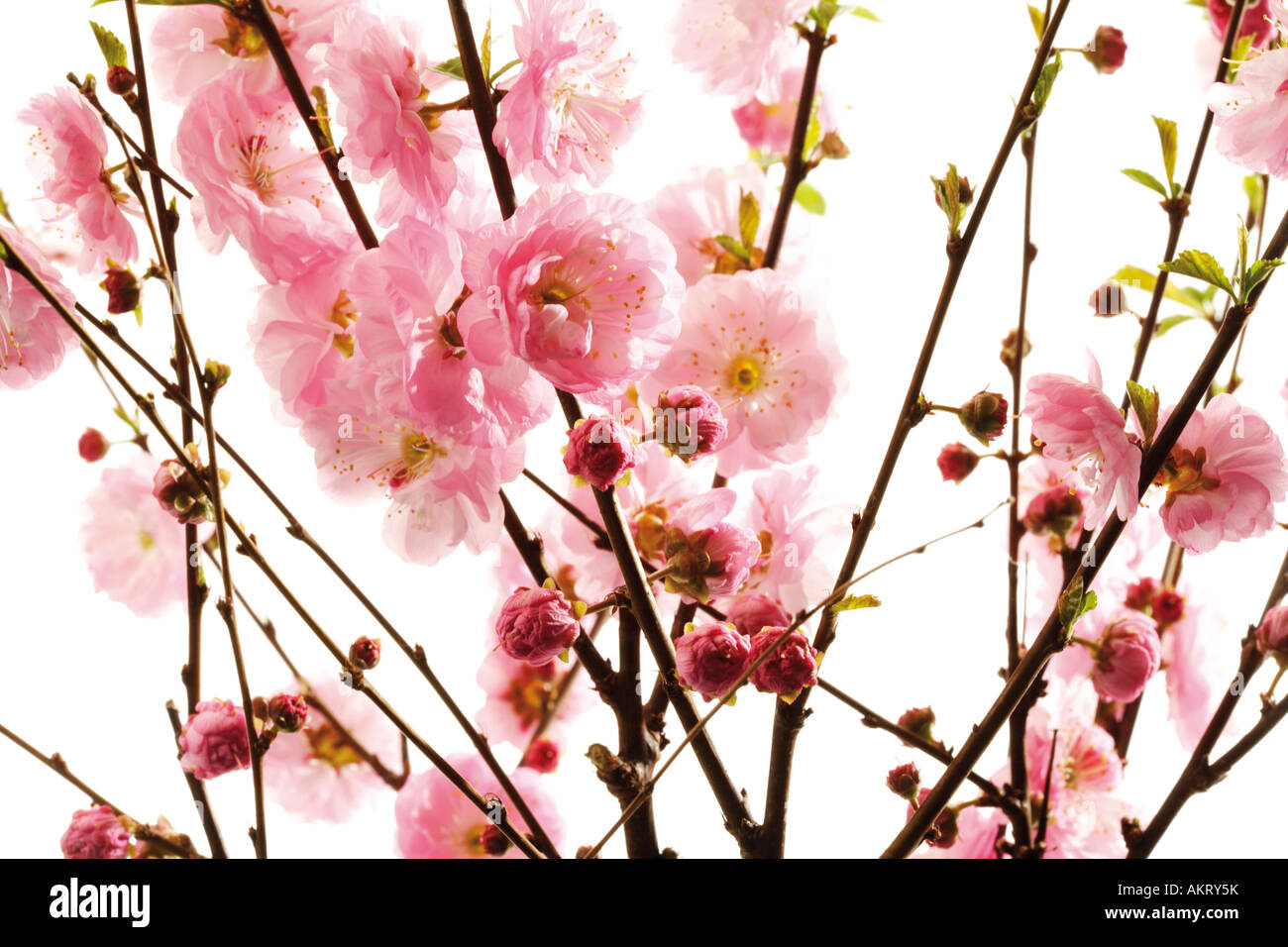 Almond tree twigs with blossoms (Prunus triloba), close-up Stock Photo