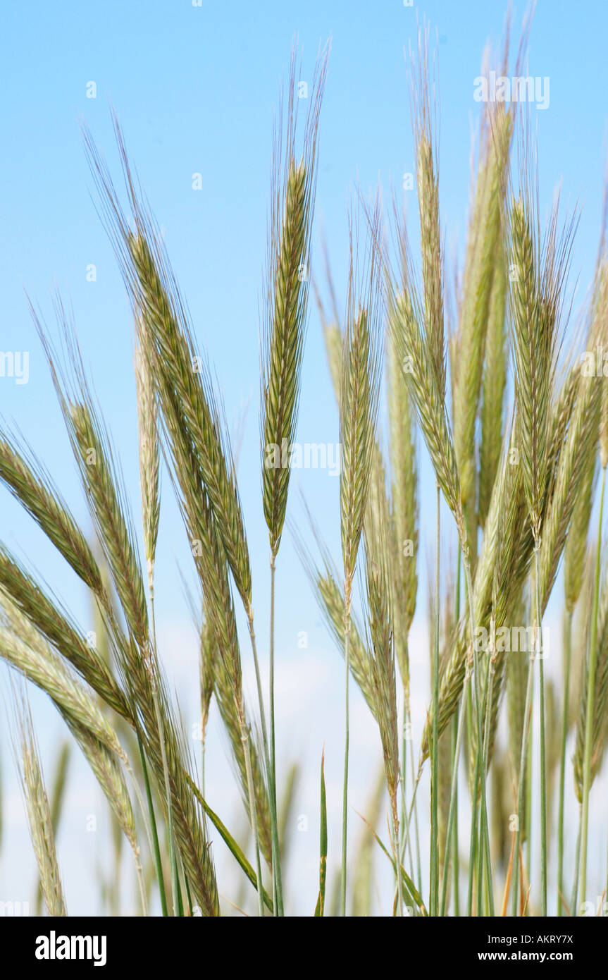 Rye field, close-up Stock Photo - Alamy