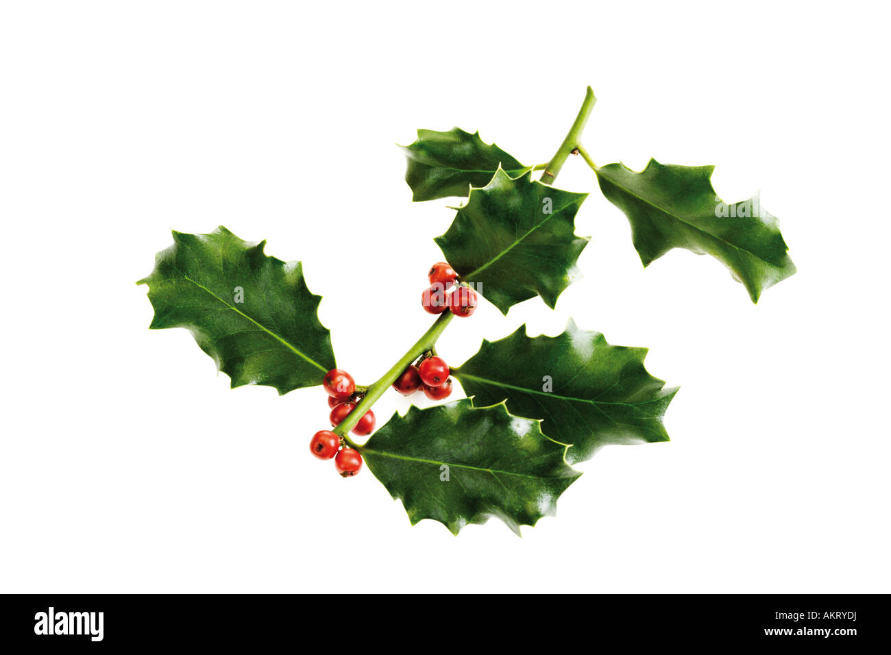 Holly twig (Ilex aquifolium), close-up Stock Photo