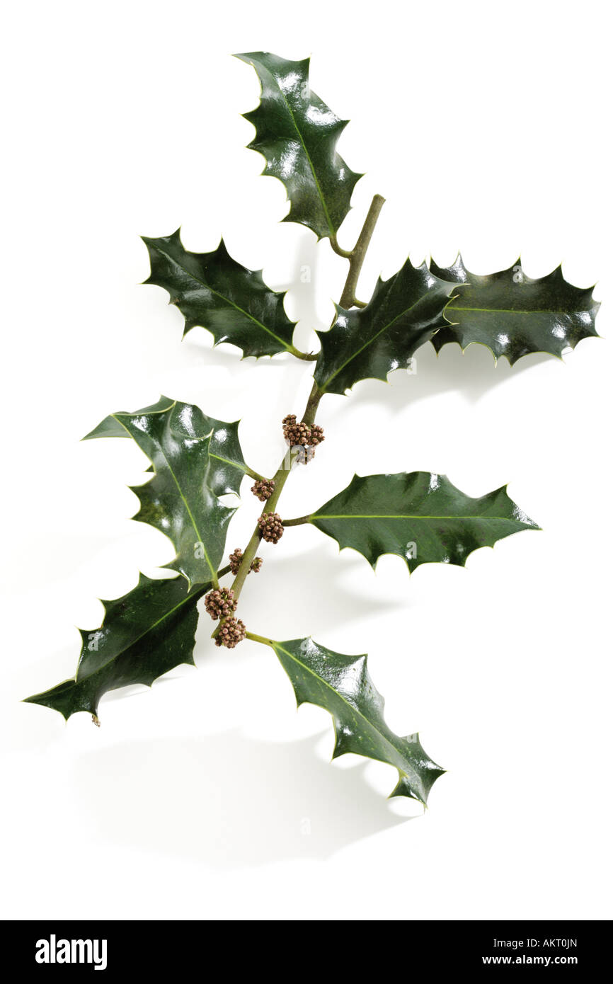 Holly twig (Ilex aquifolium), close-up Stock Photo