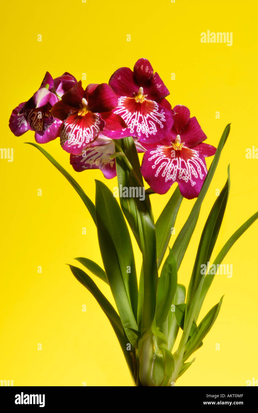 big great ORCHID purple white  pink yellow orange Flower plant blossom bloom blooming spot spotted ORCHIS butterfly  Cymbidium Stock Photo