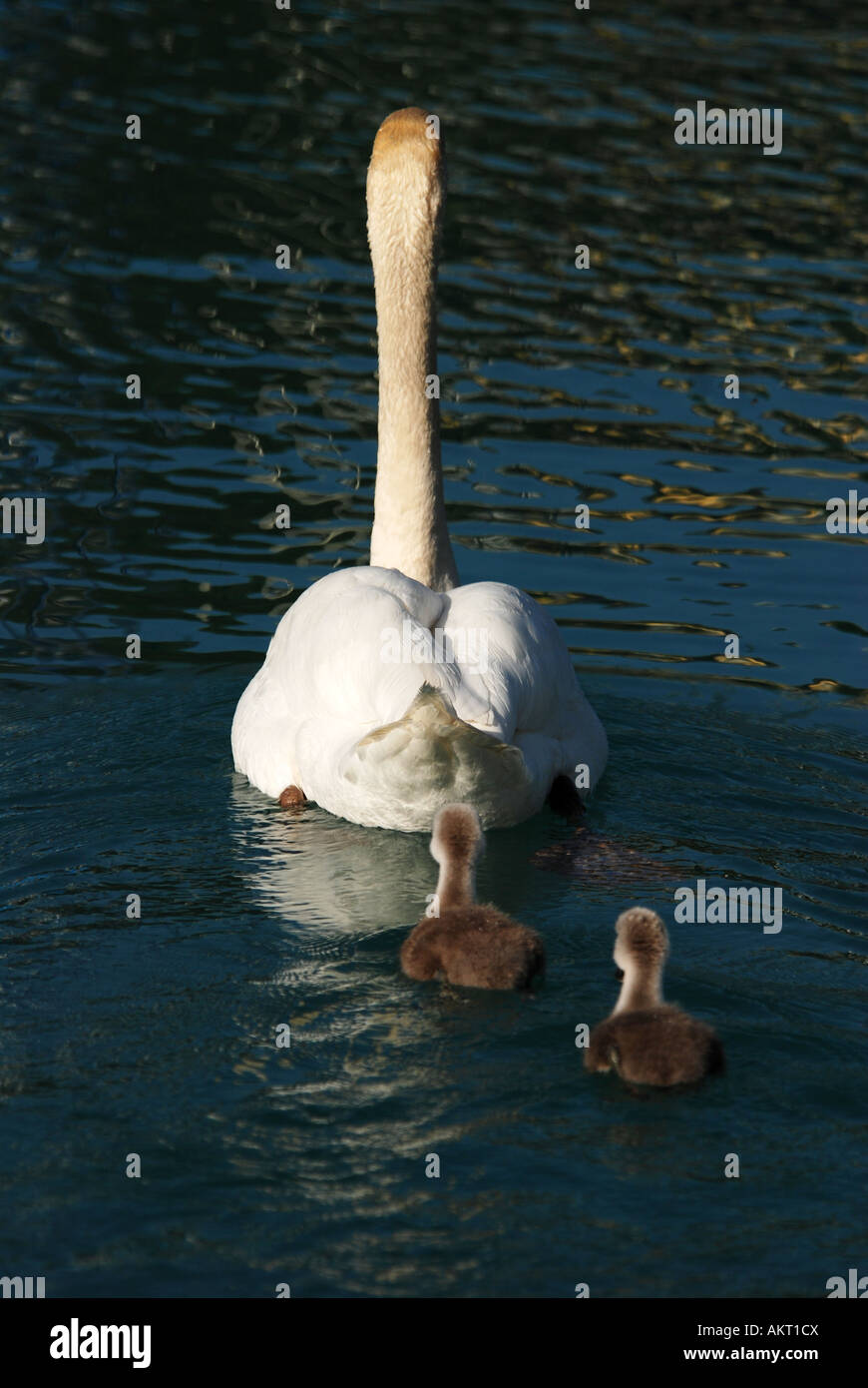 Mute swan with cygnets, Lake Thun, Switzerland Stock Photo