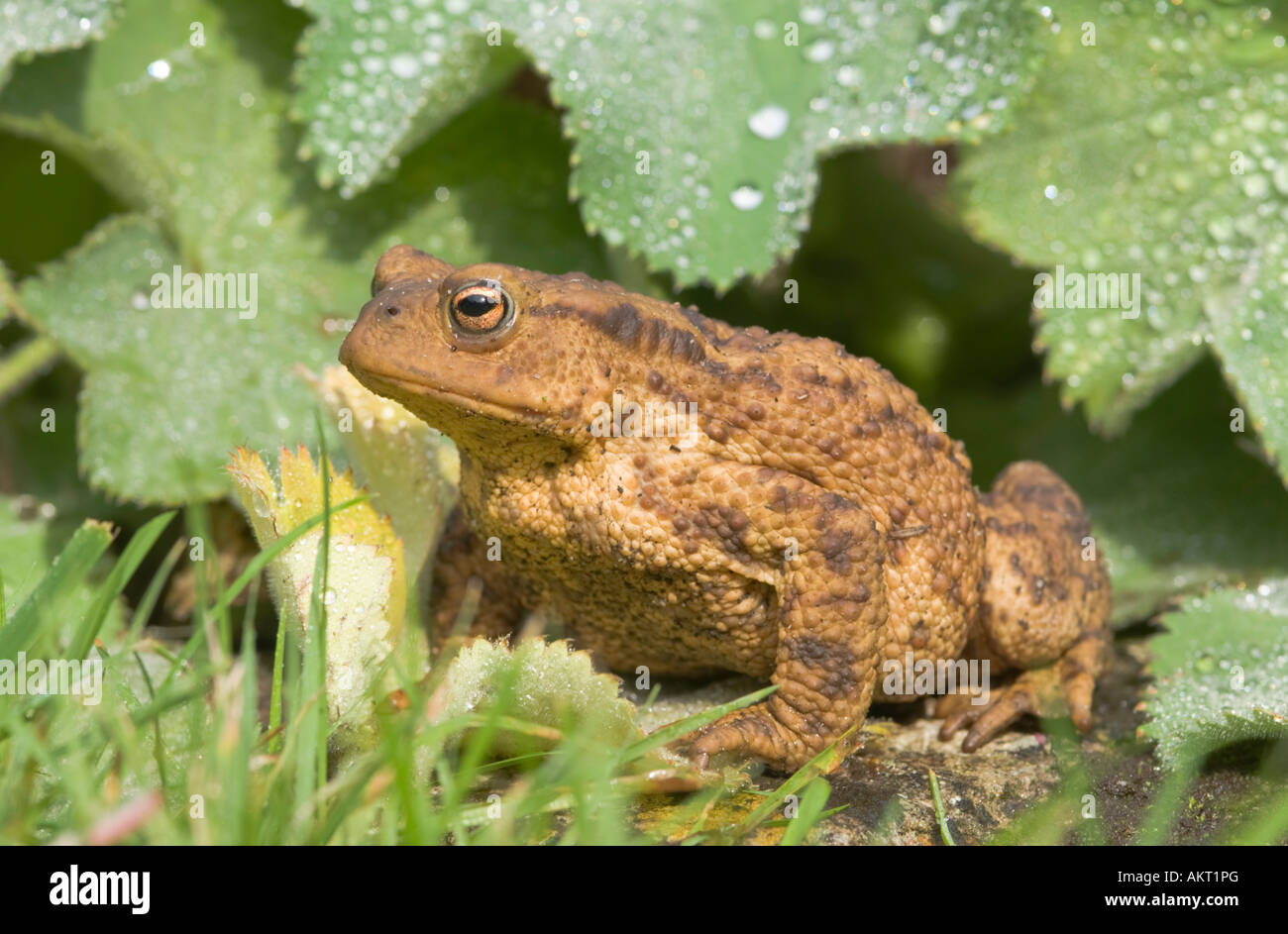Common toad, Bufo bufo, large and warty on the ground under rain drop leaves, grass, Sussex UK Stock Photo