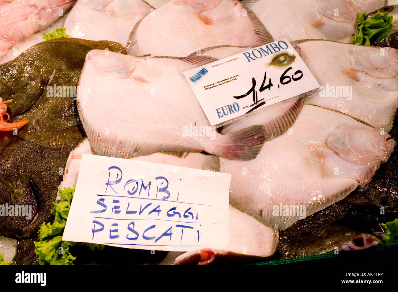 Rembo Fish display of flatfish rombo in venice fishmongers at the venice ...