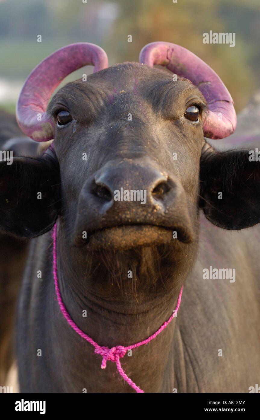 Water buffalo decorated for Diwali festival. This is the most important Hindu festival, also known as the 'festival of lights' Stock Photo