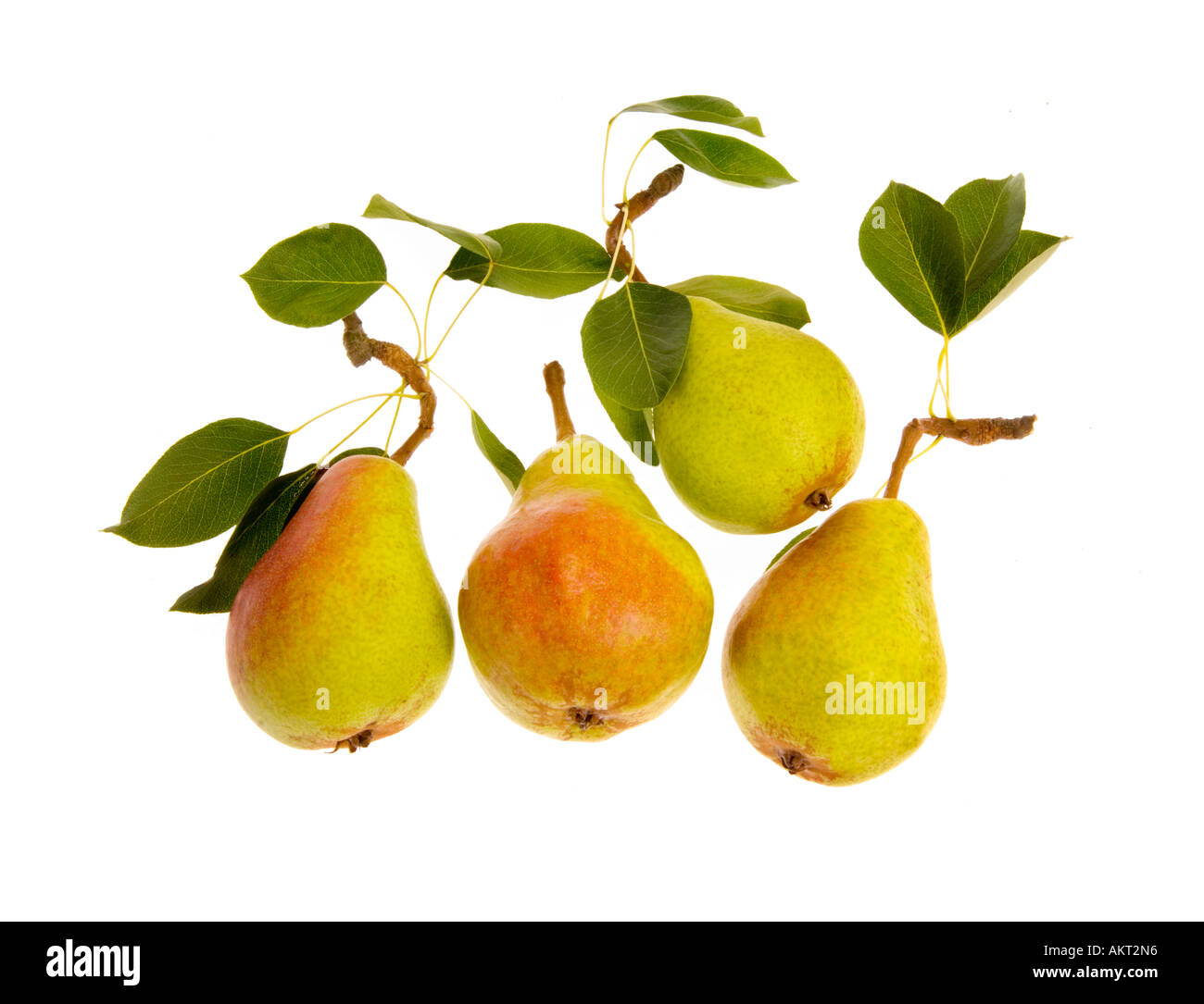 green yellow red pear with leaves leaf white plain background cutout cut out Stock Photo
