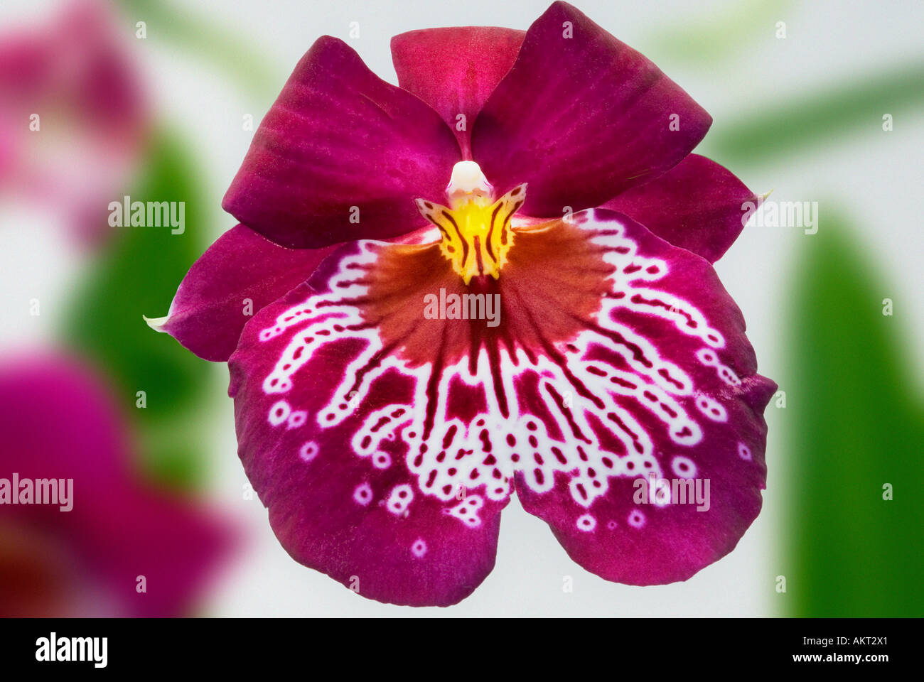 MILTONIA big great ORCHID purple white pink yellow orange Flower plant blossom bloom blooming spot spotted ORCHIS butterfly Stock Photo