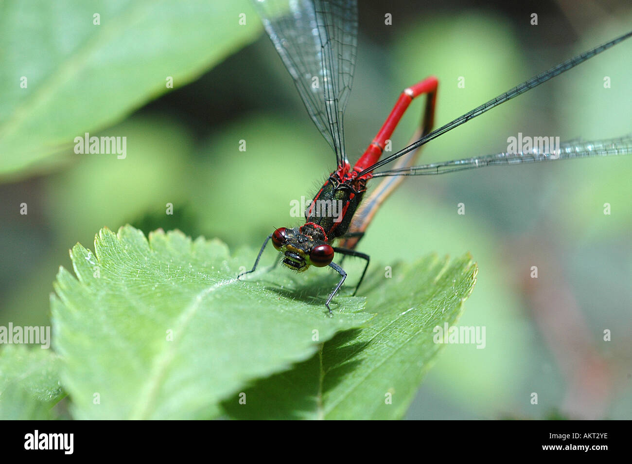 A single Large red Damselfly on a leaf Stock Photo