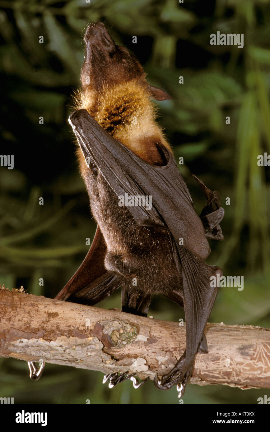 Asia, Indonesia. Asian fruit bat, captive Stock Photo Alamy