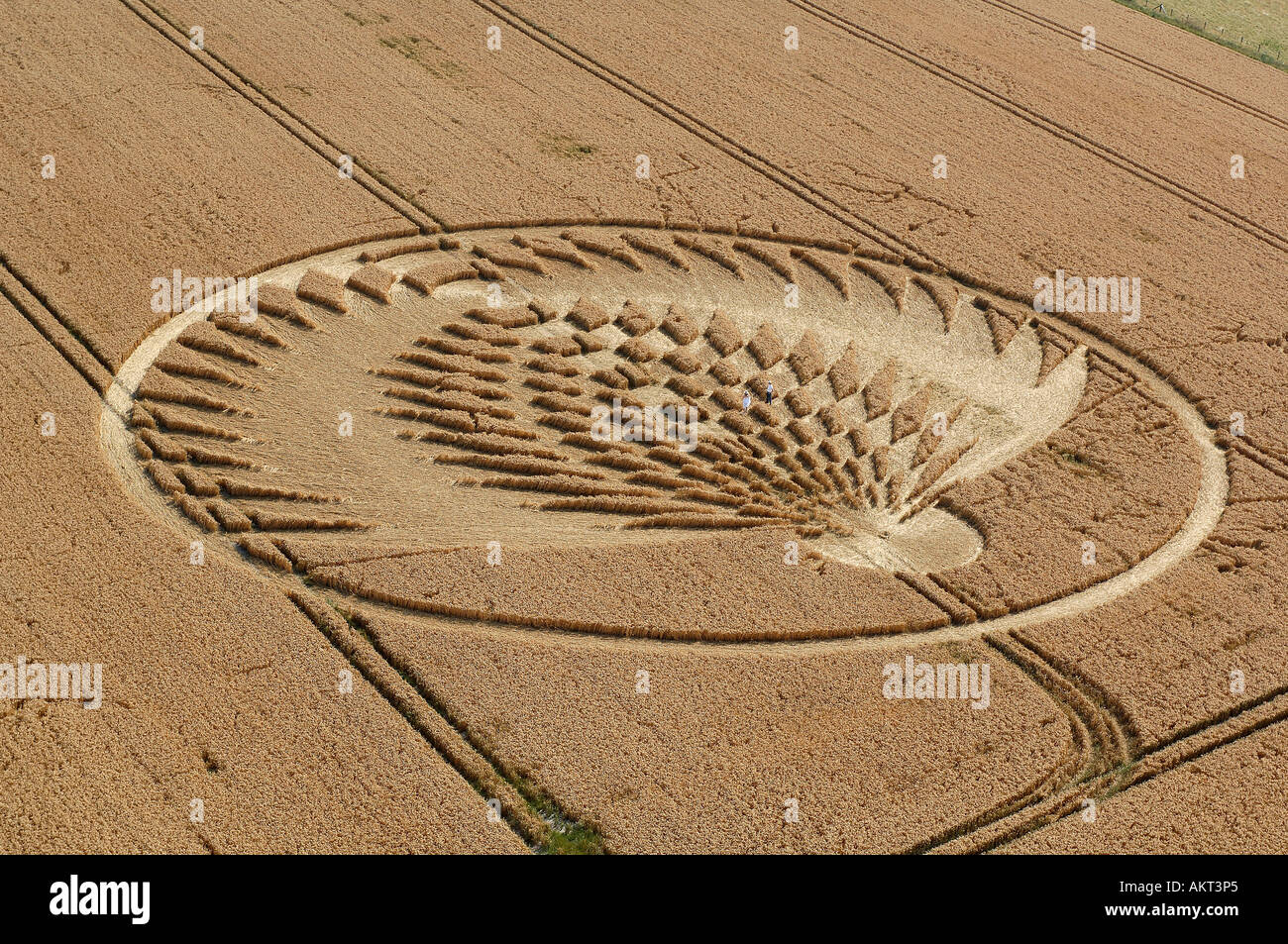 Crop circles in Wiltshire South West England Stock Photo