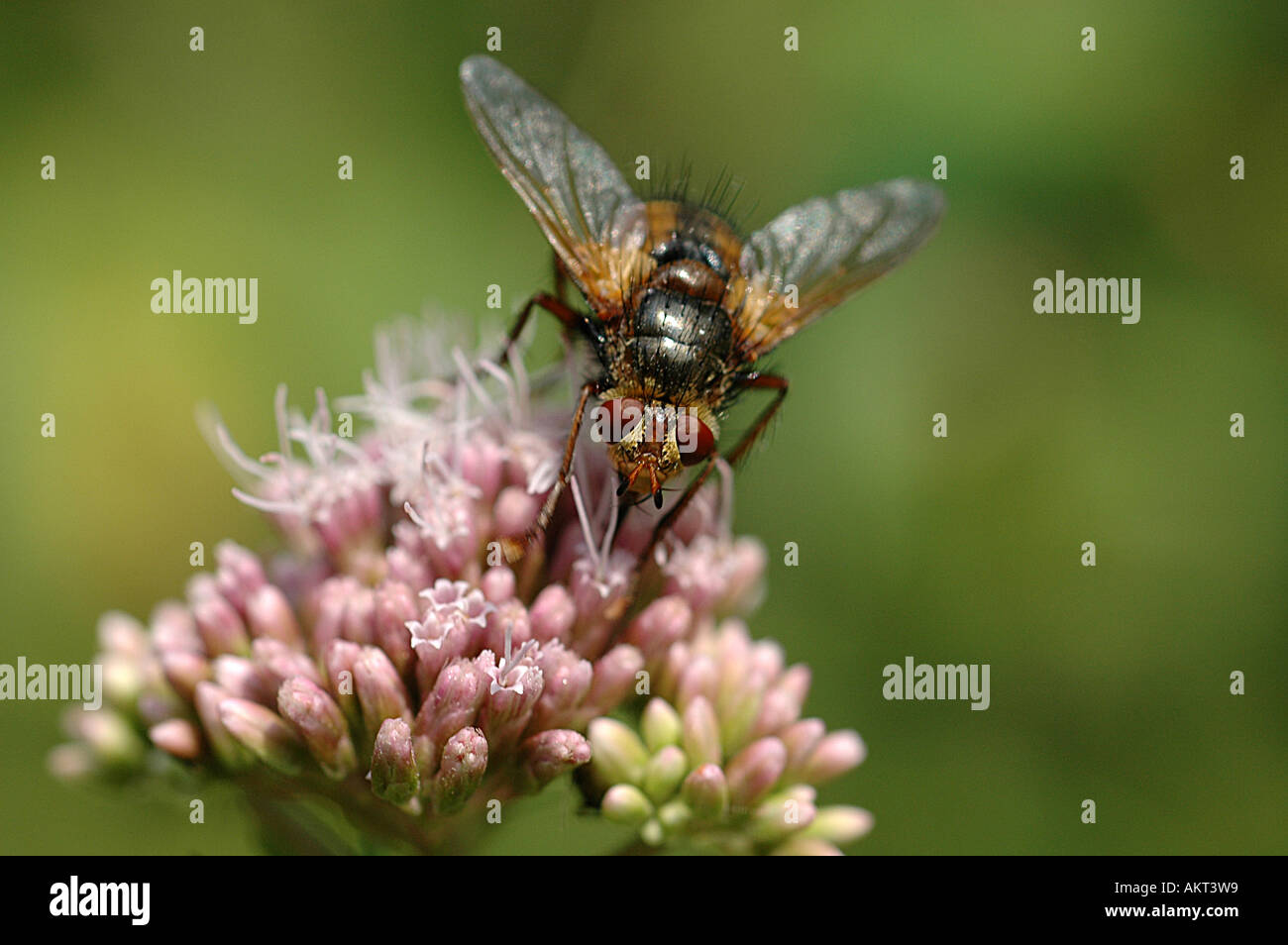 Louse fly Stock Photo