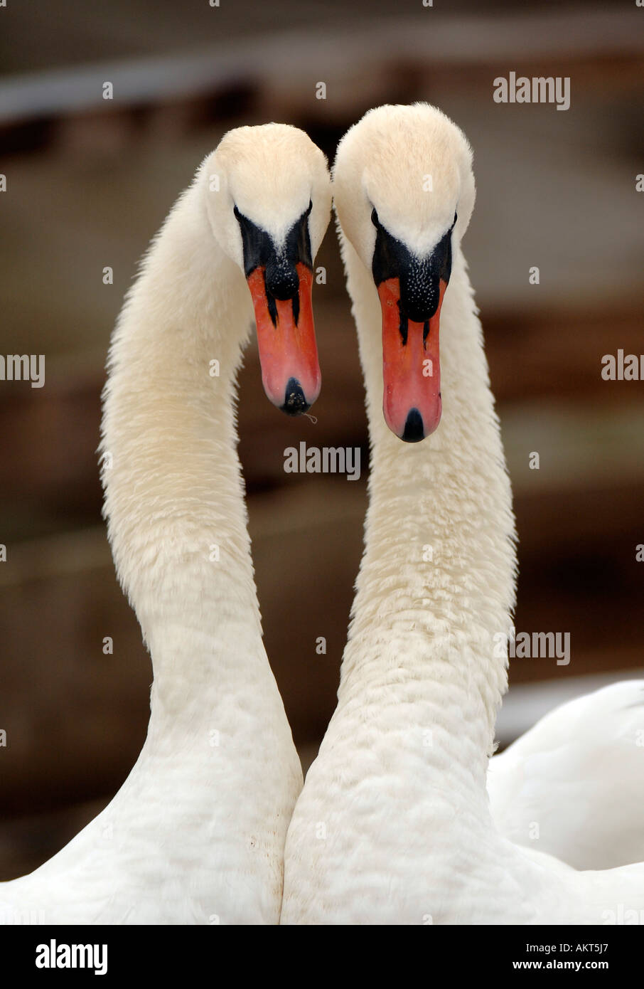 Swans at Abbotsbury swannery in Dorset Stock Photo