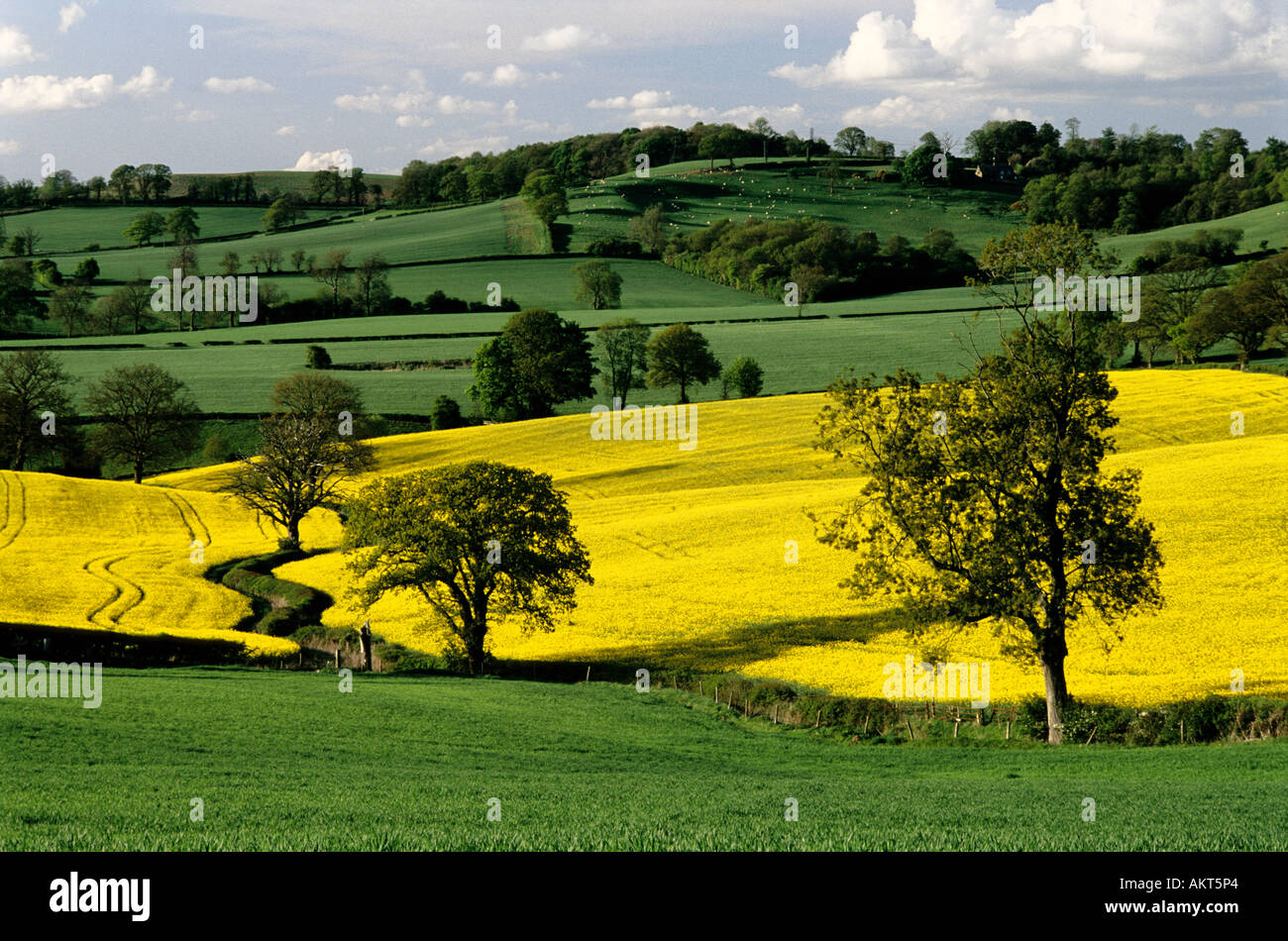 Oil seed rape field, Warwickshire, England, UK Stock Photo - Alamy