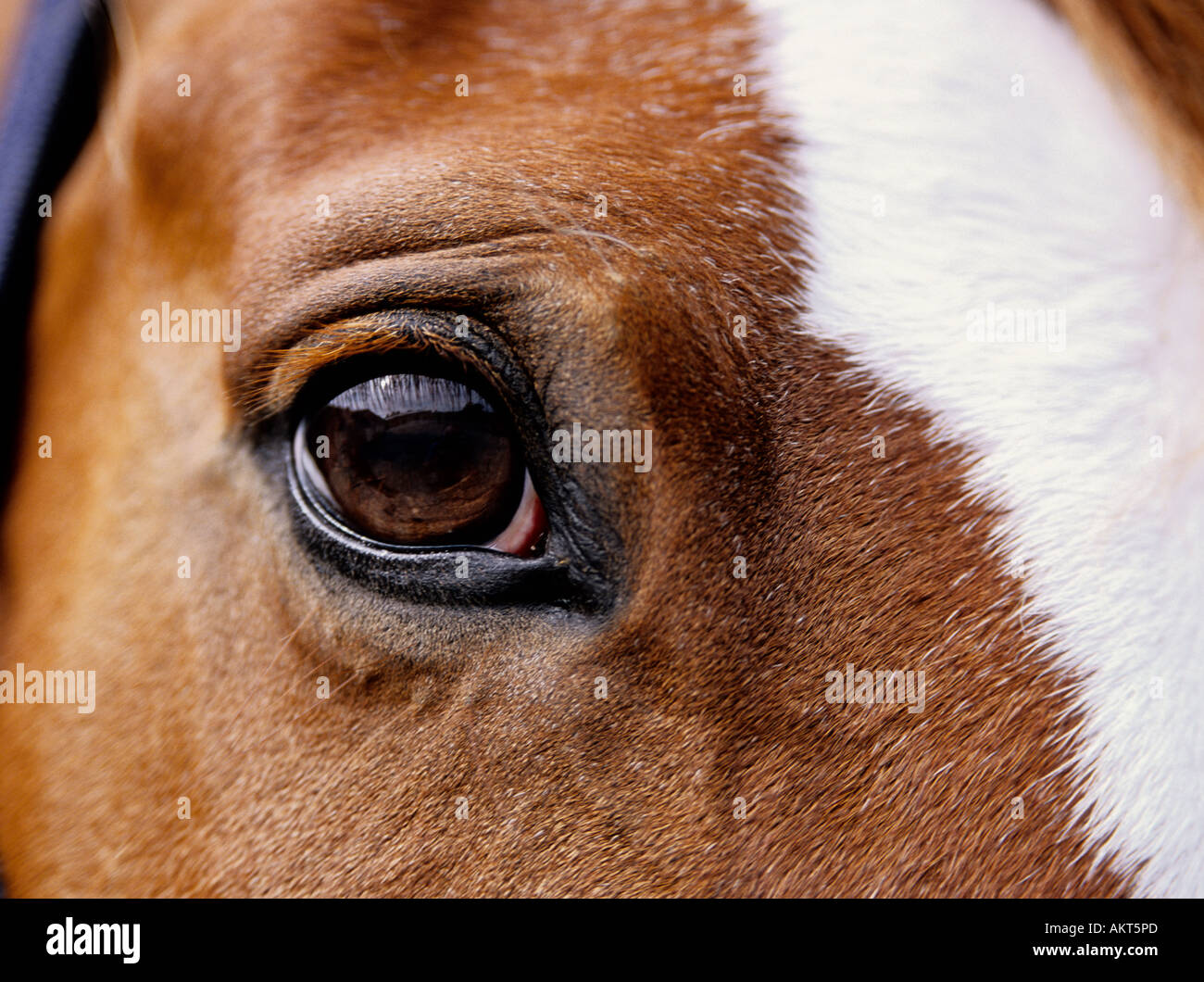 Horses eye Stock Photo