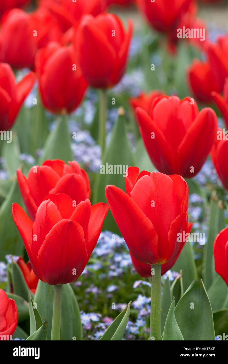 Red Tulips and Blue Myosotis in flower Stock Photo