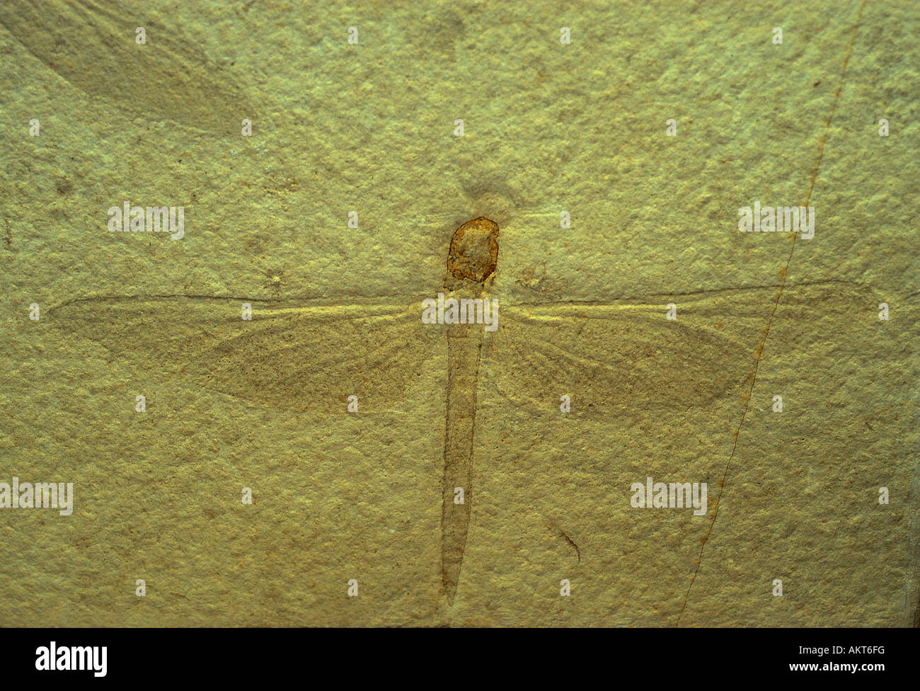 Fossil Dragonfly (Petalia longialata) Late Jurassic New Zealand Stock ...