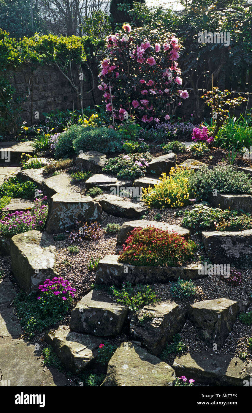 A small rhododendron is a key feature in a small town rockery garden in spring Stock Photo