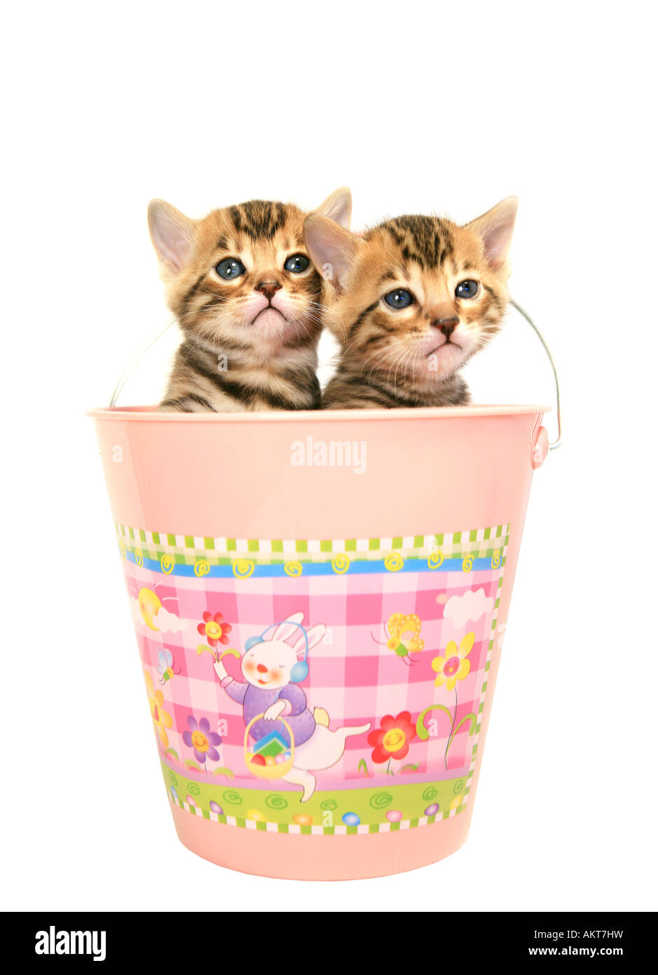Two Bengal kittens in easter basket Stock Photo Alamy