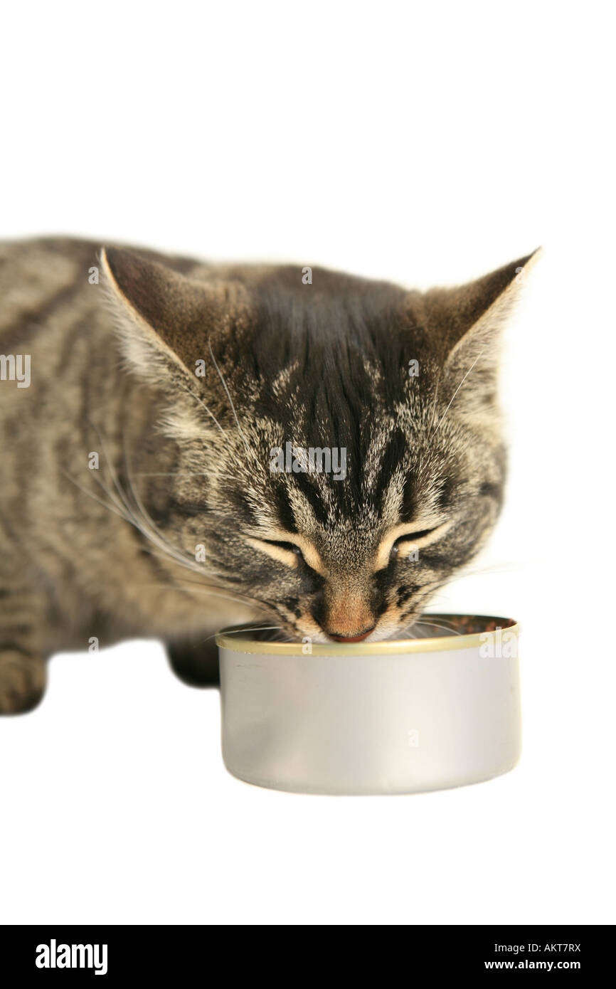 Black tabby cat eating food from can isolated on white Stock Photo Alamy