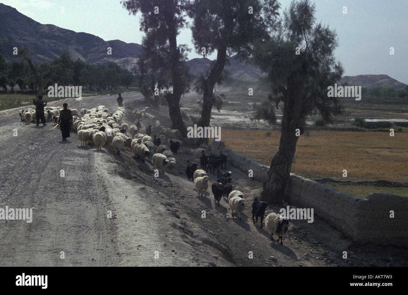 sheep on dusty road to Jalalabad Afghanistan Stock Photo