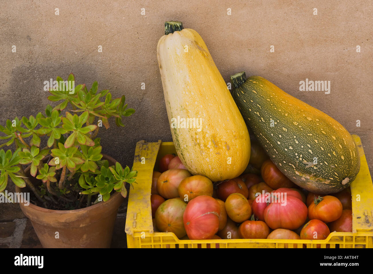 Box with home grown courgettes and tomatoes Stock Photo - Alamy